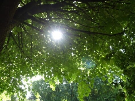 Papier recyclé, papier à semer, papier à partager !