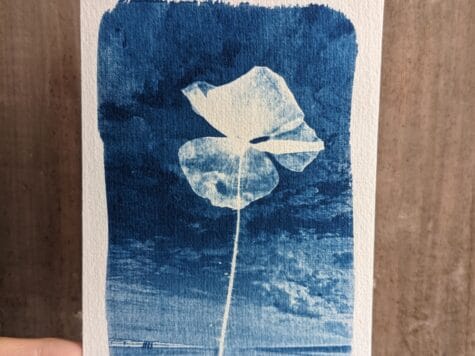 Développez votre photographie avec le cyanotype