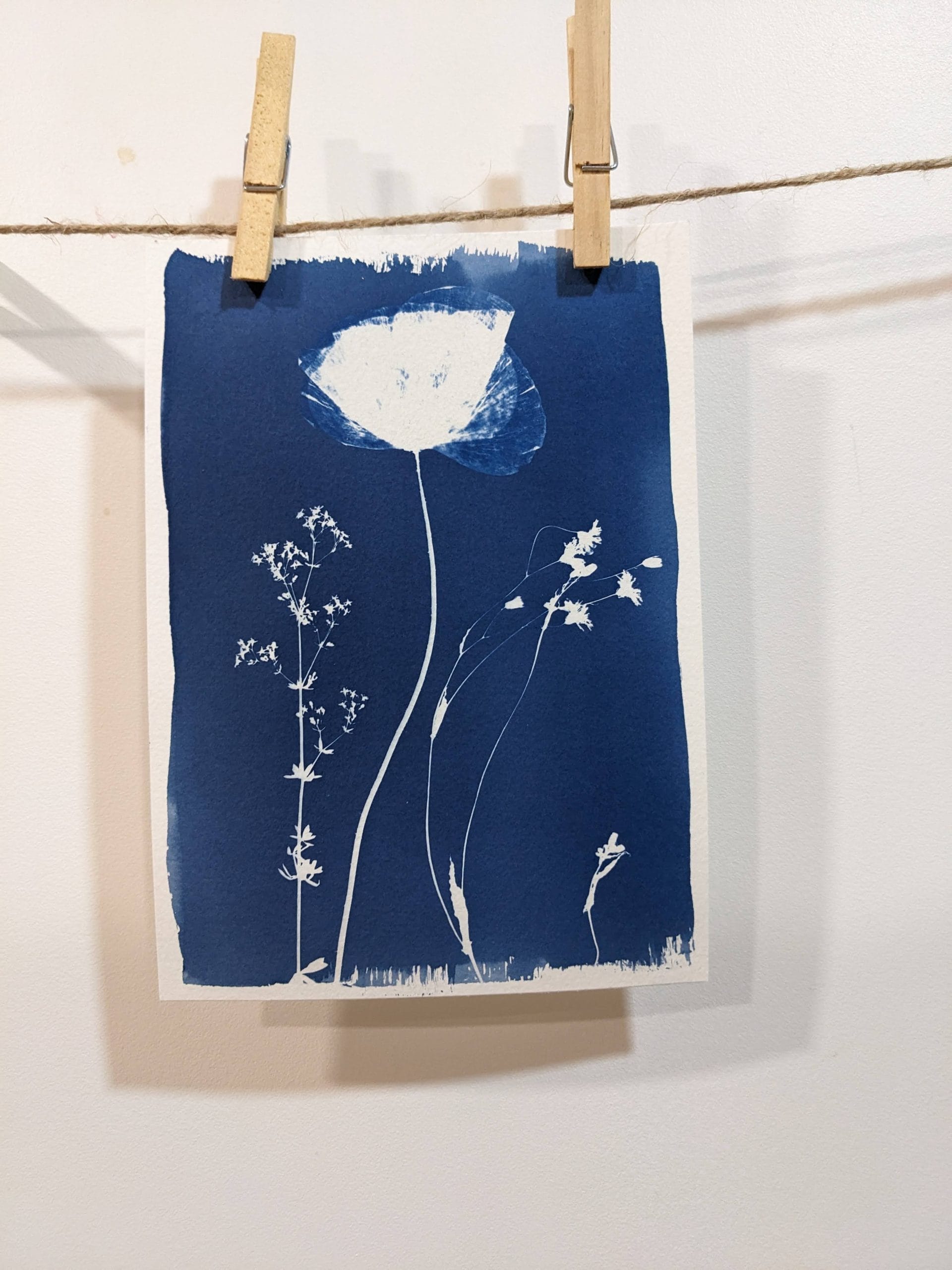 Atelier cyanotype – empreintes végétales et solaires