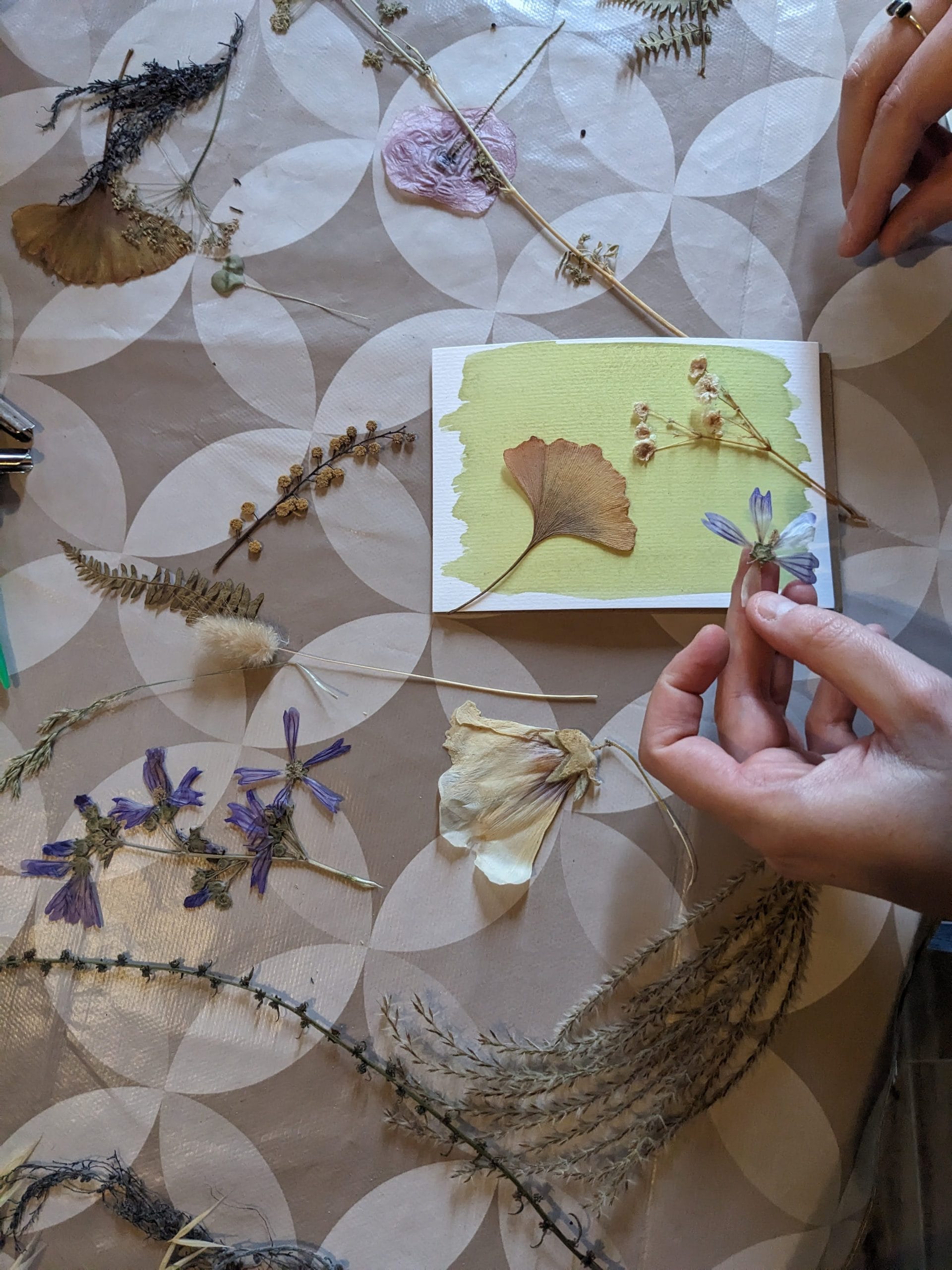 Atelier cyanotype au Pays basque