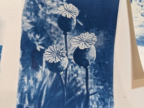 Développez votre photographie avec le cyanotype