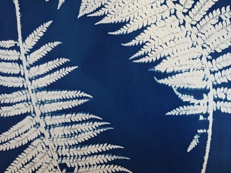 Cyanotype Végétal