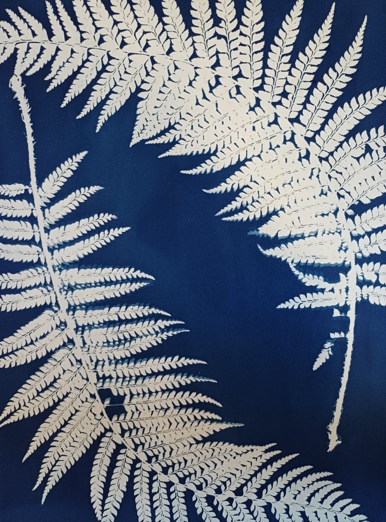 Cyanotype Végétal