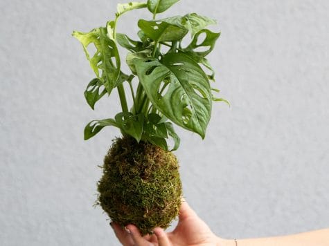 Atelier kokedama à La Rochelle