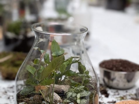 Atelier Terrarium à La Rochelle