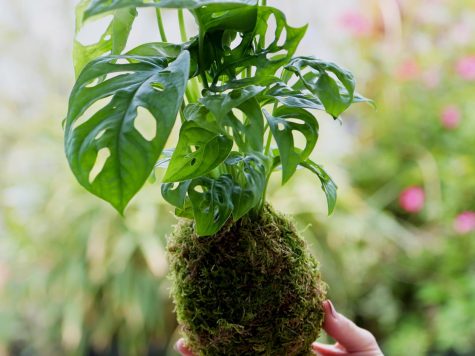Atelier Kokedama à La Rochelle